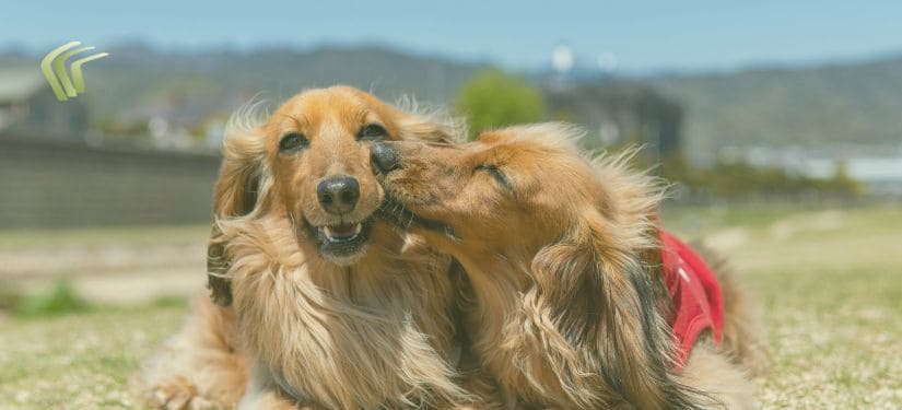 animales y niños con tea